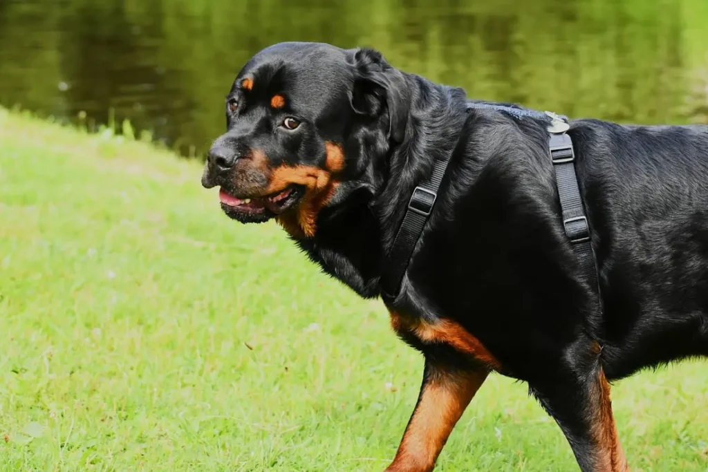 rottweiler poodle mix dog