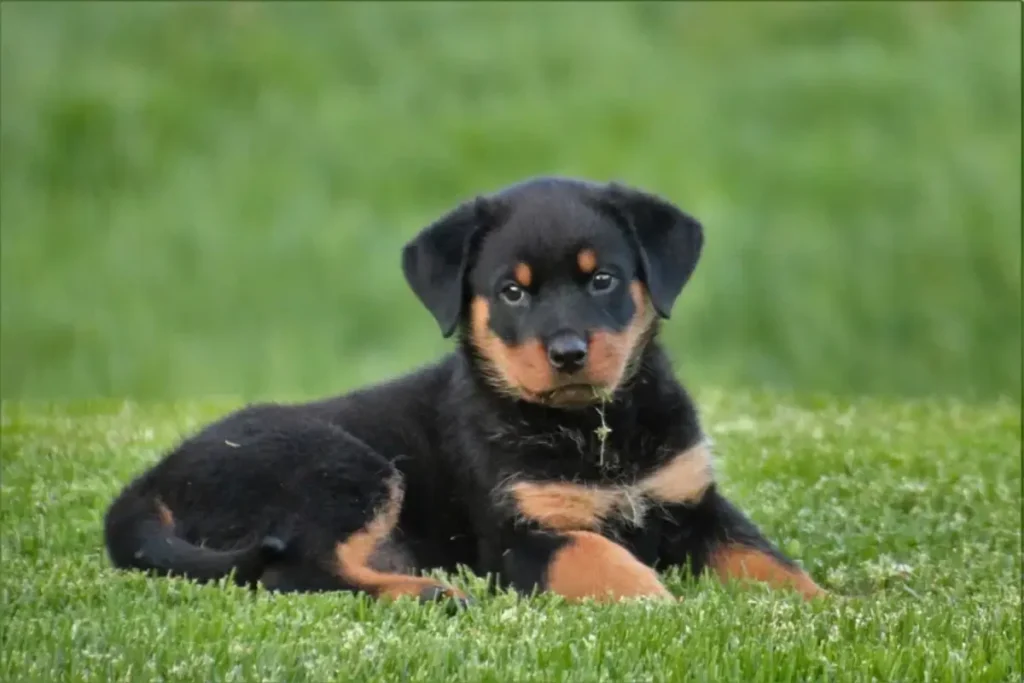 rottweiler poodle mix puppies