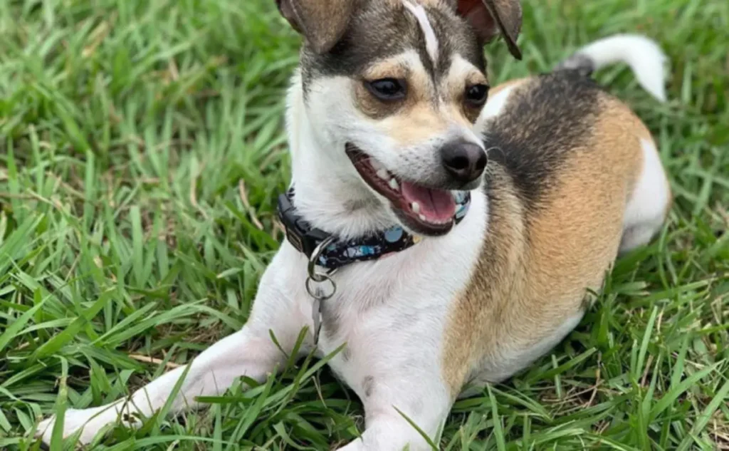 russell terrier chihuahua mix