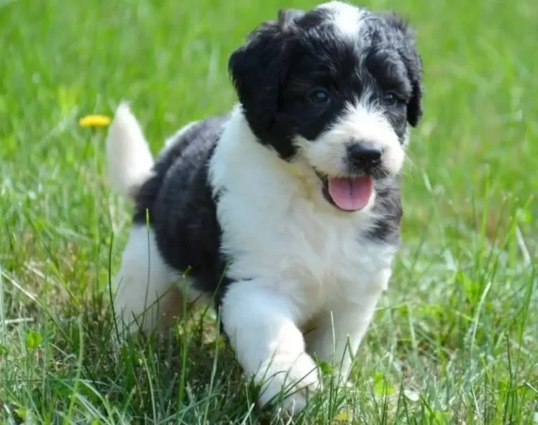 Saint Berdoodle Dog Breed Information, Impressive Traits