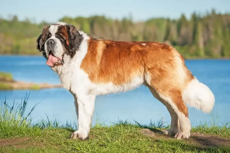 Saint Bernard Dog Breed Facts and Characteristics