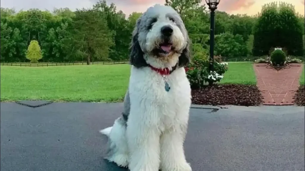 saint bernard and poodle mix