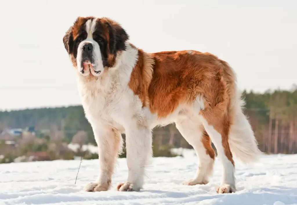 saint bernard characteristics