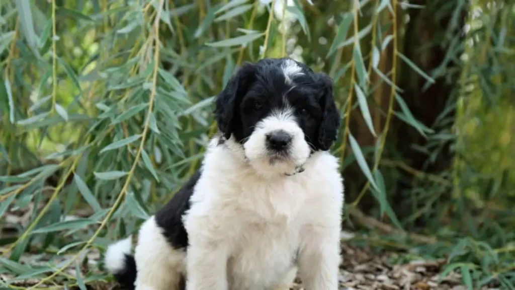 saint bernard poodle mix