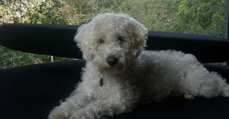 Schnoodle Puppy Smart Nature And Impressive Personality