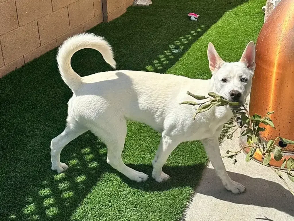 siberian husky and pitbull mix puppies