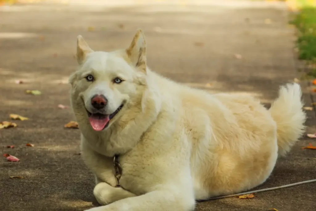 siberian husky mix with akita