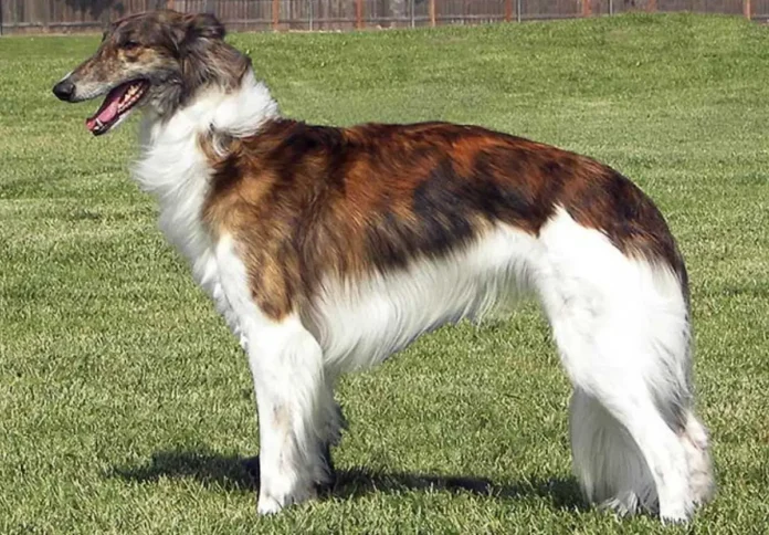 silken windhound