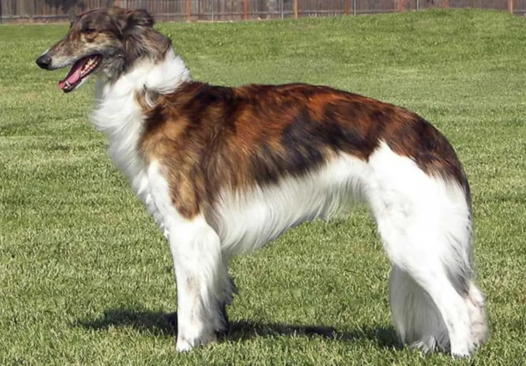 Silken Windhound Dogs Best Traits & Features