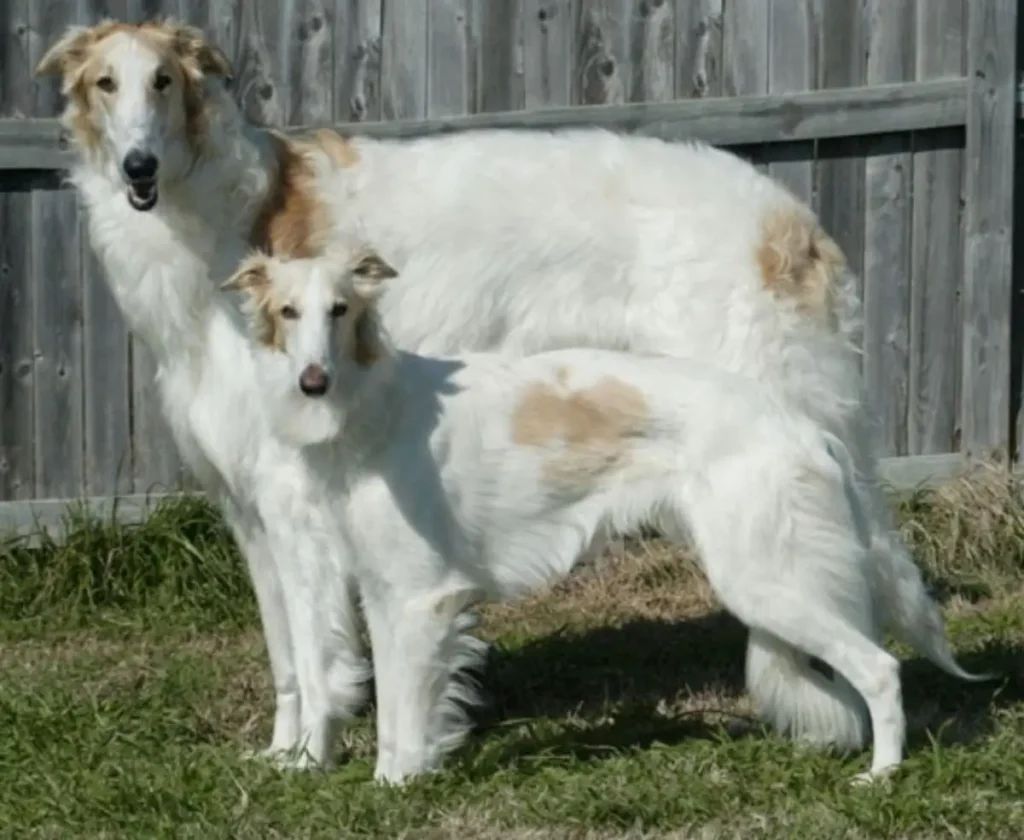 silken windhound height