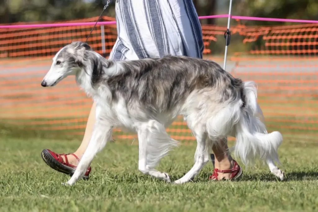 silken windhound temperament