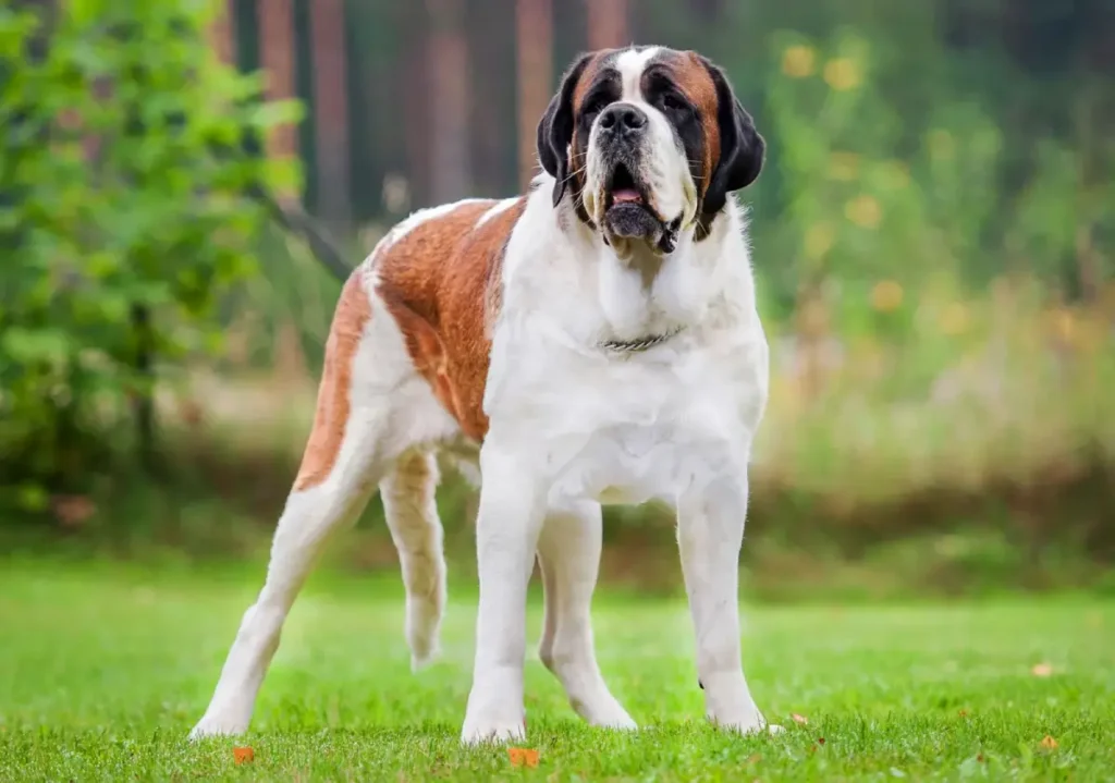 st bernard dog size