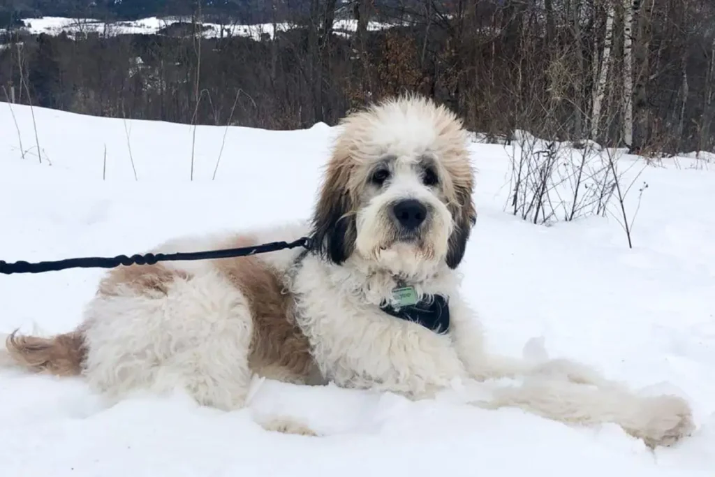 st bernard poodle cross