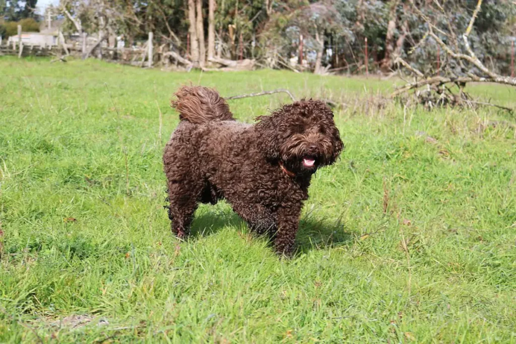 toy labradoodle full grown