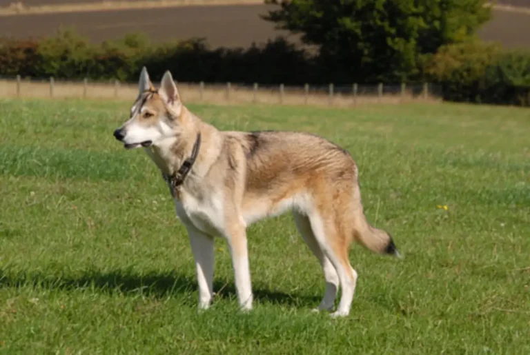 Utonagan Breed Genuine Facts and Information