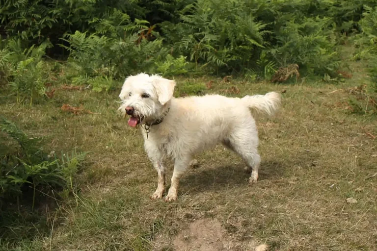 Westiepoo Dog Breed Facts and Information