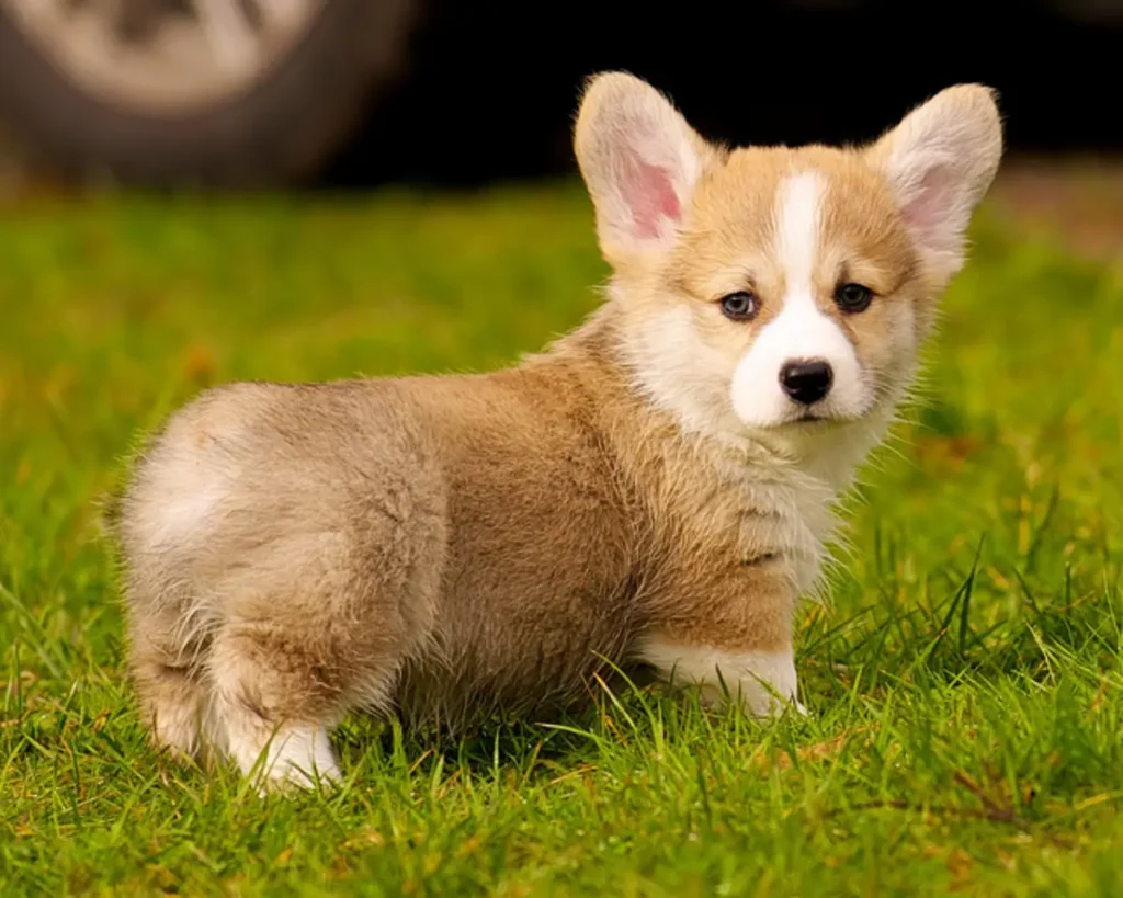 what does a corgi puppy look like