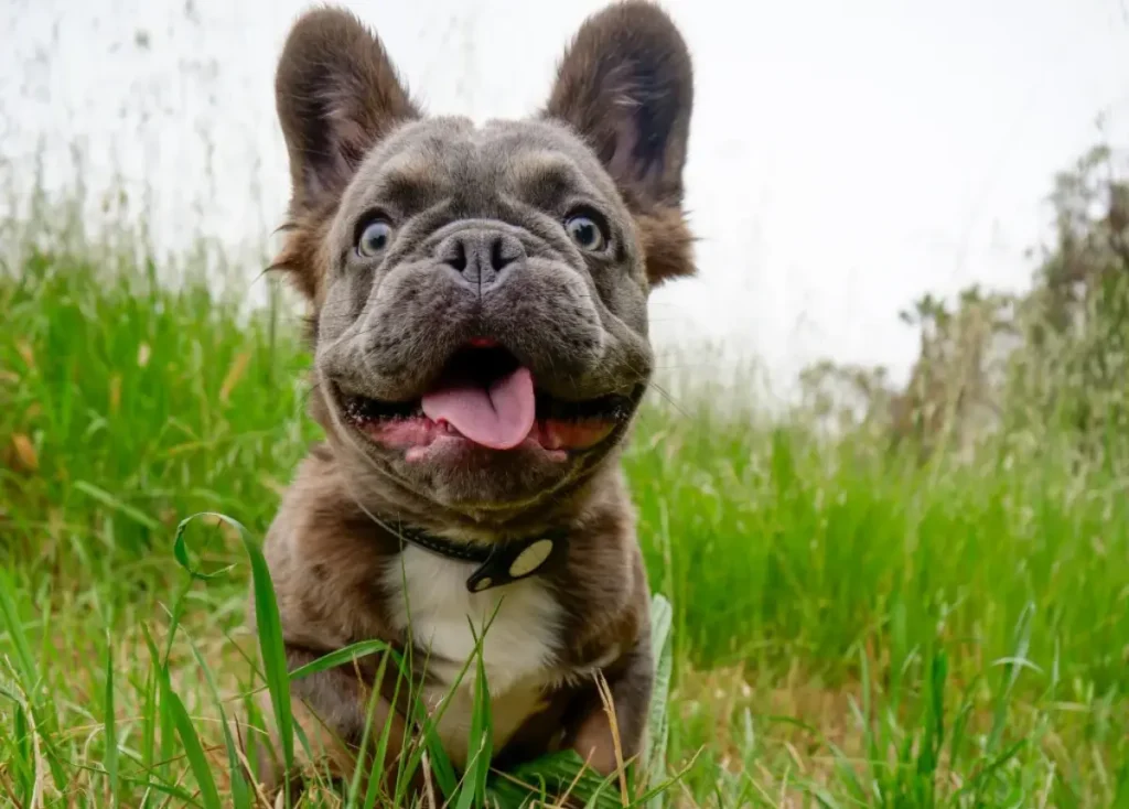 what is a fluffy french bulldog