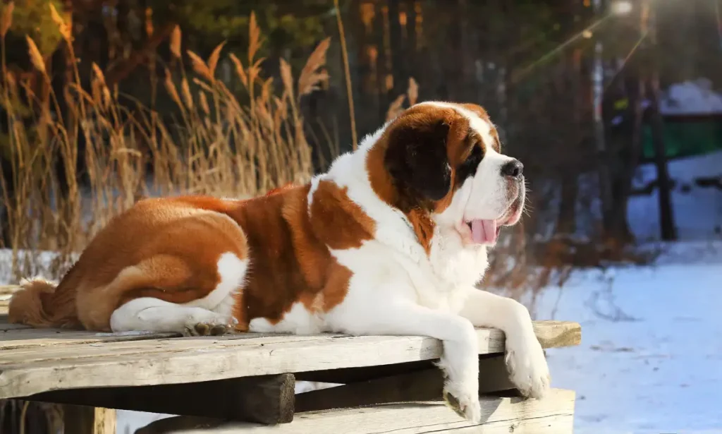 white saint bernard dog