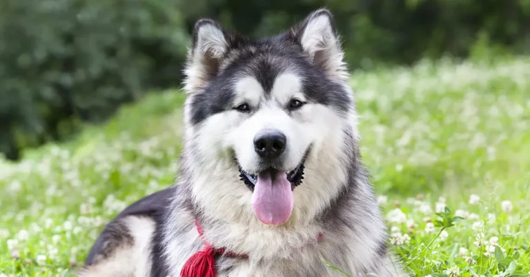 Alaskan Malador | A Perfect Blend of Stability and Loyalty