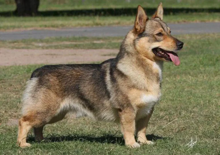 Corman Shepherd | History, Characteristics, and Key Traits