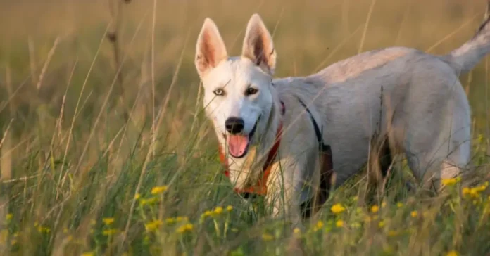 Gerberian Shepsky