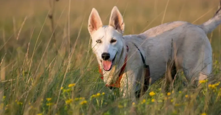 Gerberian Shepsky Breed | Adoption Tips and Training Guide