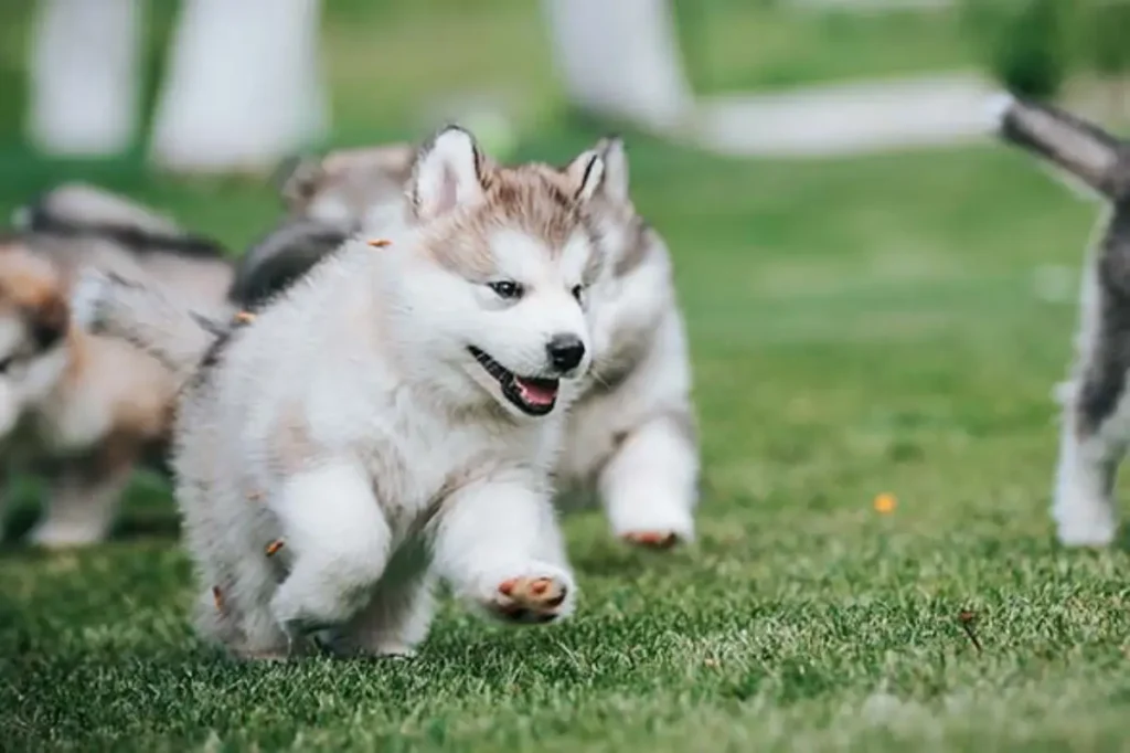 alaskan malamute labrador retriever mix