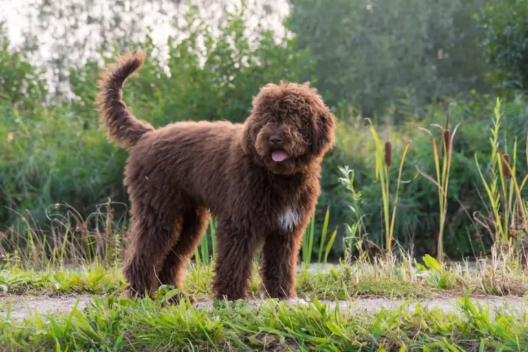 The Charm of Barbet Dog | Grooming, Training, and Health Tips