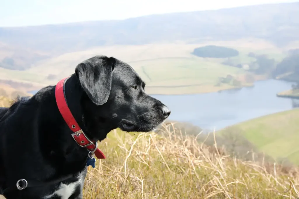 black lab and springer spaniel mix