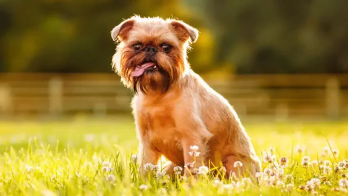 brussels griffon