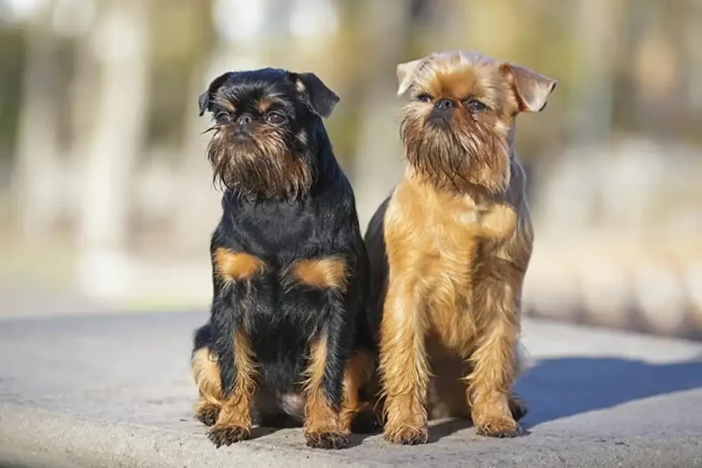 brussels griffon dog breed