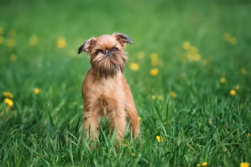 brussels griffon temperament