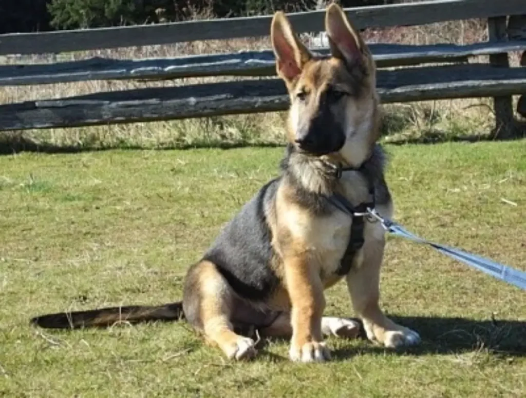 corgi and shepherd mix