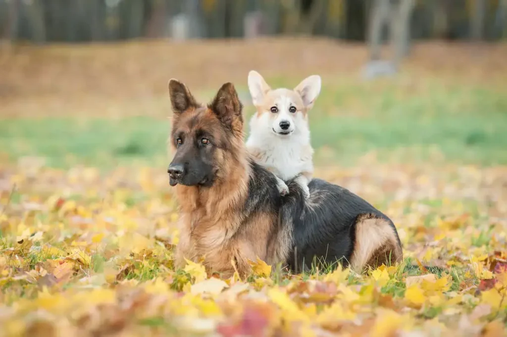 corgi german shepherd mix puppy