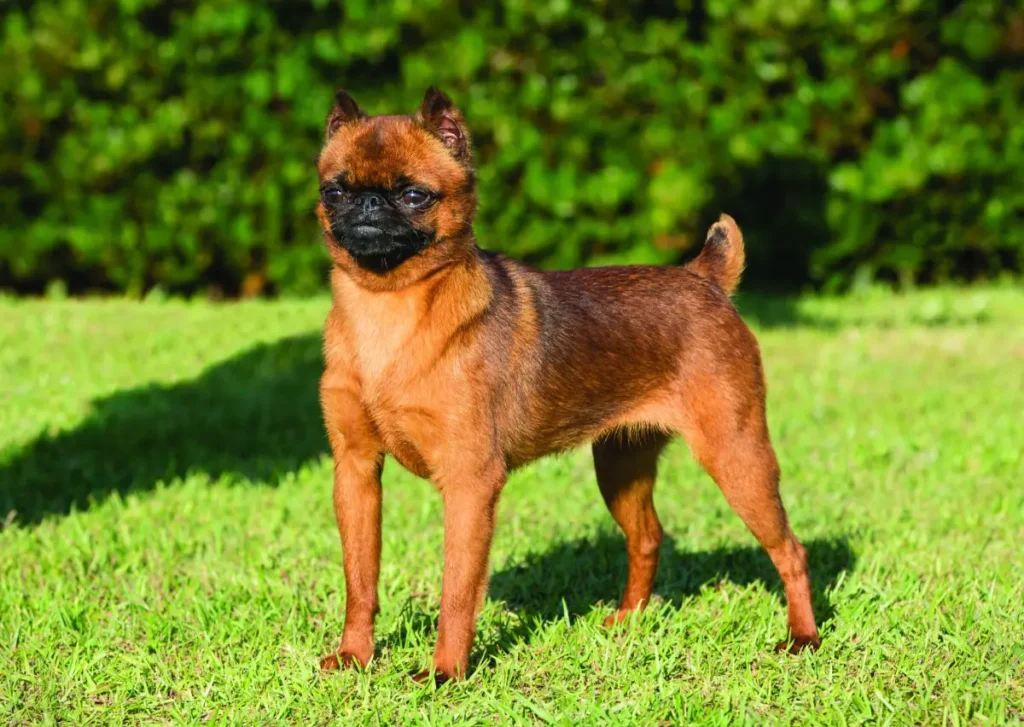 dog brussels griffon