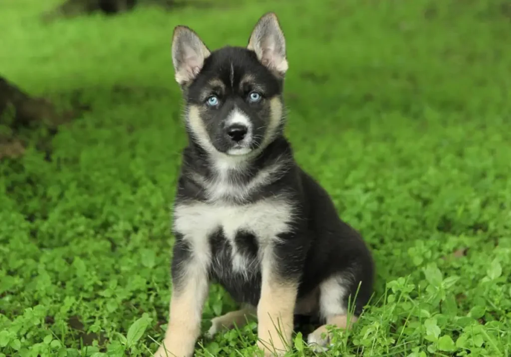 german shepherd and husky mix