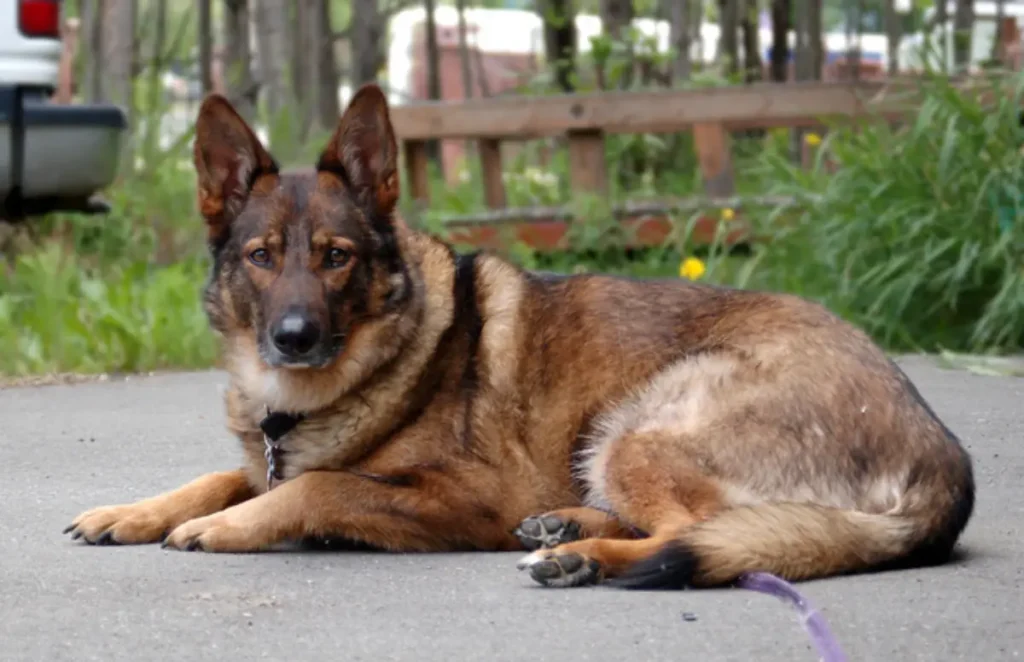 husky bred with german shepherd