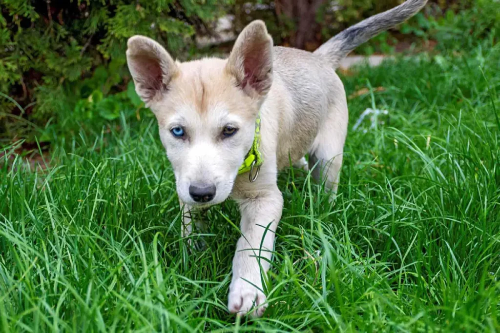 husky german shepard mix