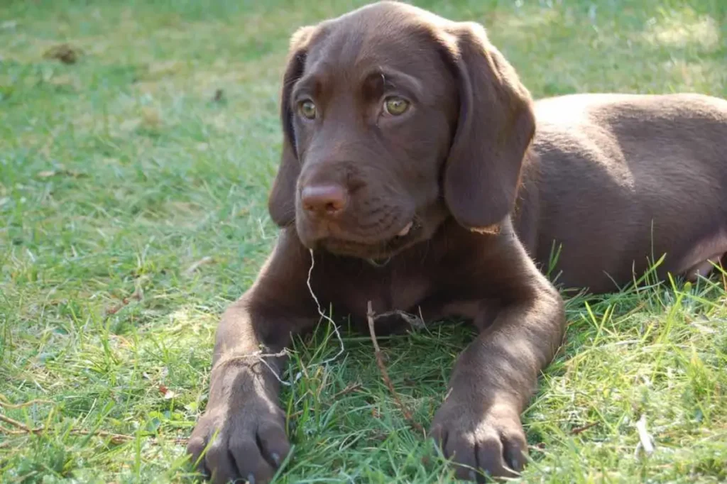 lab spaniel mix