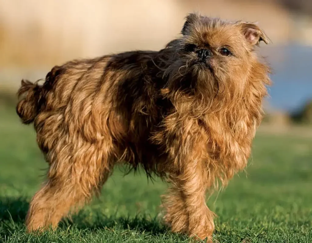 long haired brussels griffon