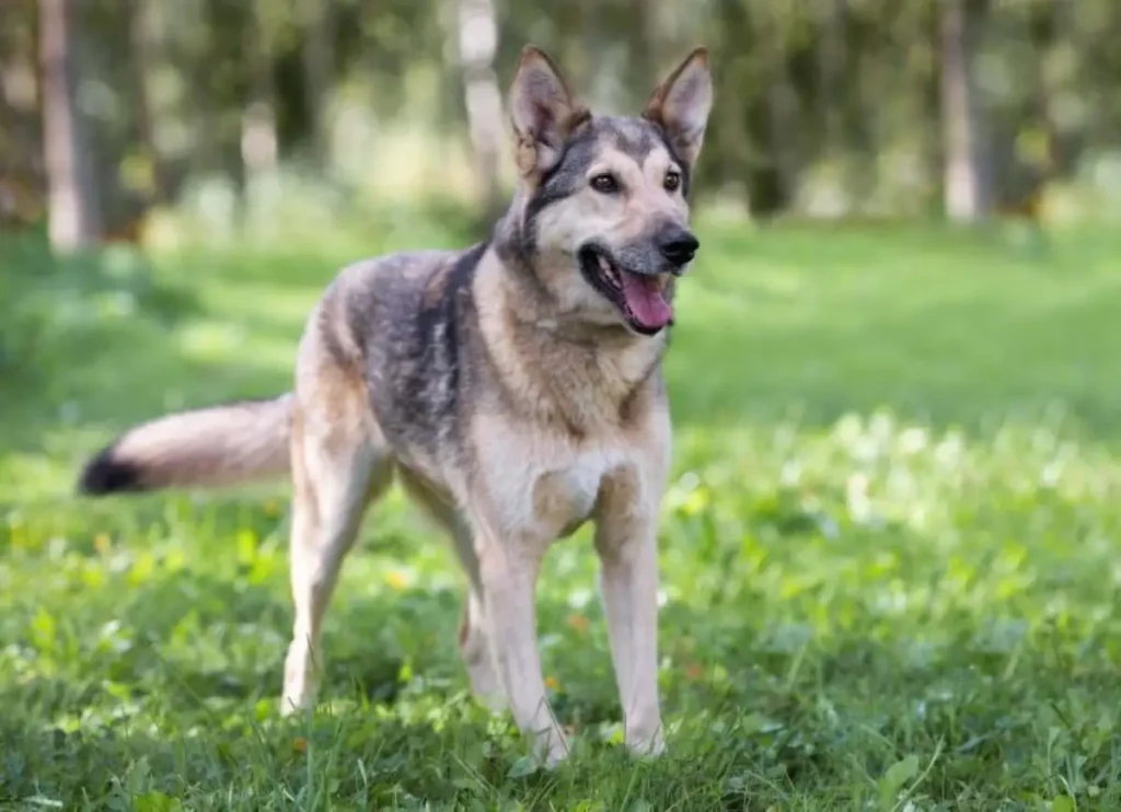 mix breed husky and german shepherd