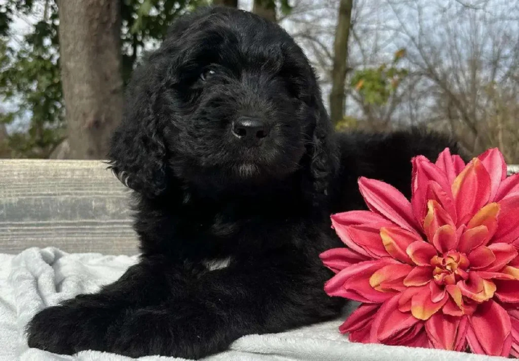 newfie-puppy