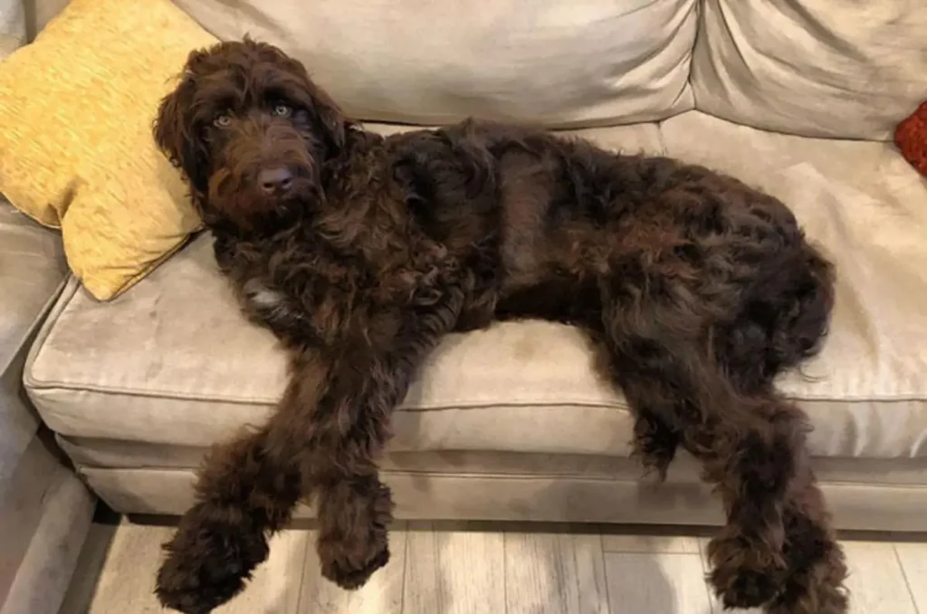 newfoundland and poodle mix