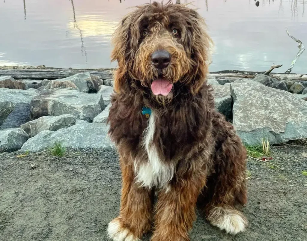 newfoundland poodle