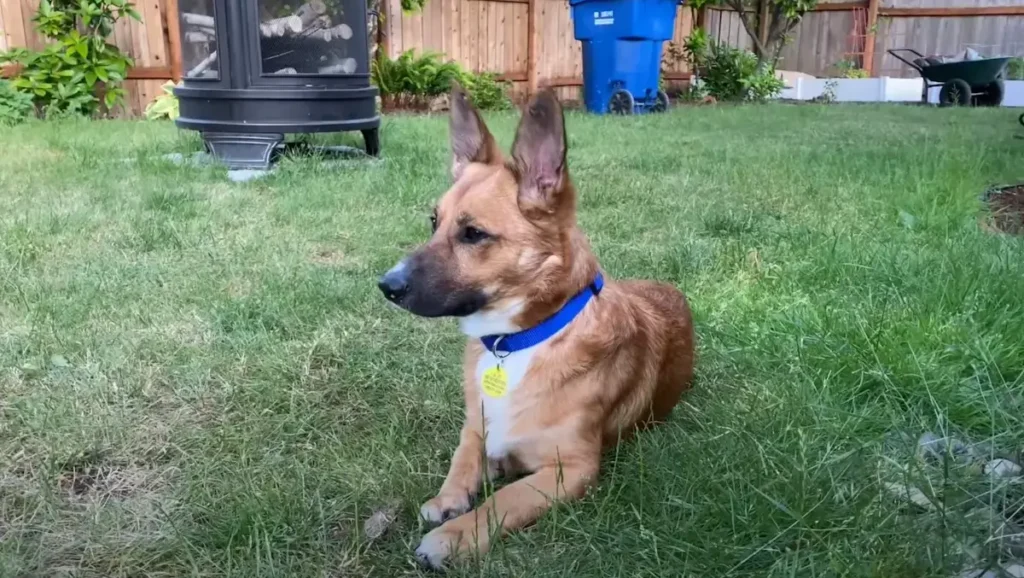 shepard corgi