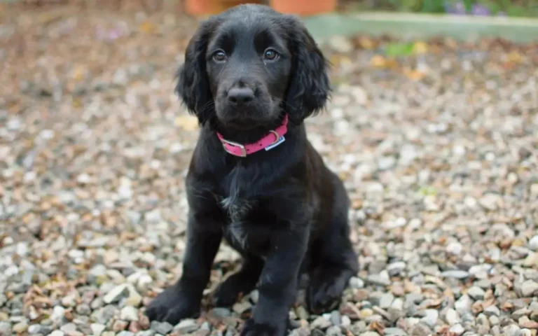 Introducing Springador | A Unique Blend of Springer and Labrador