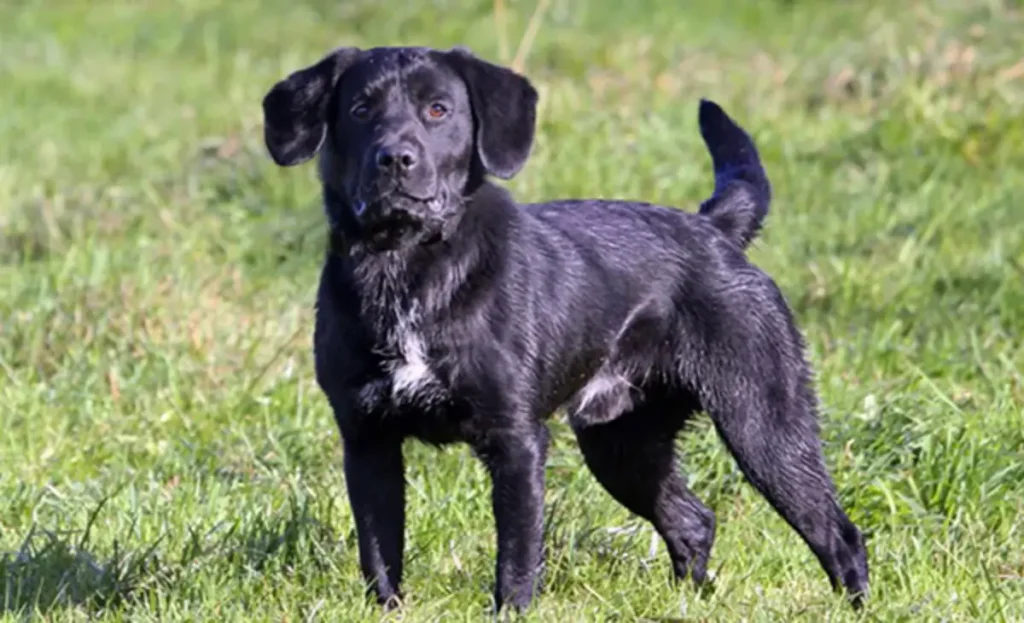 springador puppy