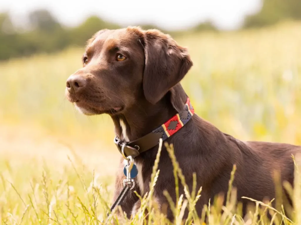 springer and lab mix