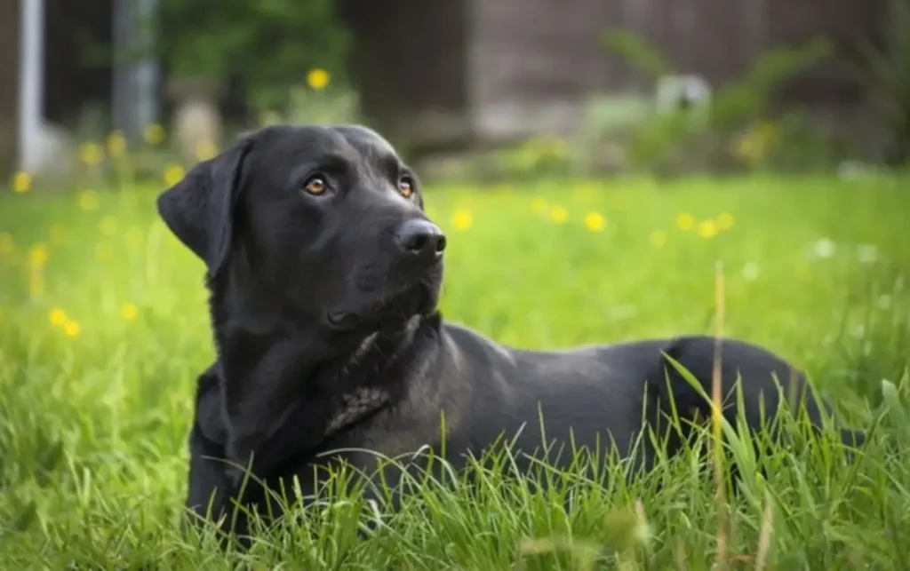 springer spaniel black lab mix